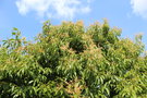 vignette Lithocarpus henryi / Fagaceae / Chine