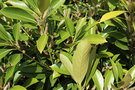 vignette Lithocarpus edulis