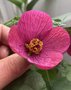 vignette Abutilon hybridum rose fonc