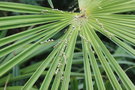 vignette Phaenosperma globosa & Trachycarpus fortunei