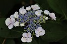 vignette Hydrangea macrophylla 'Libelle'