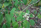 vignette Stauntonia hexaphylla / Lardizabalaces / Core, Japon