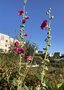 vignette Alcea rosea = Althaea rosea, rose trmire, passe-rose, passerose ou encore primerose