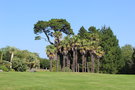 vignette Trachycarpus fortunei (Domaine de Montmarin)