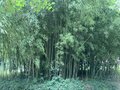 vignette Phyllostachys - Bambous