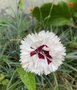 vignette Dianthus plumarius - Oeillet mignardise