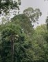 vignette Trachycarpus fortunei - Palmier de Chine et Eucalyptus