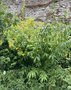 vignette Kerria japonica - Corête du Japon