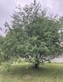 vignette Prunus domestica - Prunier