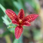 vignette Iris sinensis
