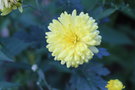 vignette Chrysanthemum cv.