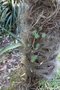 vignette Trachycarpus fortunei var. wagnerianus & Petrosedum rupestre