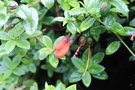 vignette Mitraria coccinea / Chili / Gesneriaceae