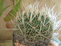 vignette Echinofossulocactus multicostatus