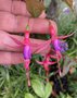 vignette Fuchsia 'Brigitte Engerer'