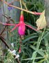 vignette Fuchsia 'Brigitte Engerer'