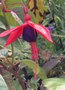 vignette Fuchsia 'Lady Boothby'