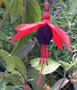 vignette Fuchsia 'Lady Boothby'