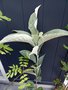 vignette Sorbus hedlundii 'Pascal Cribier'