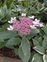 vignette Hydrangea macrophylla 'Light-O-Day'