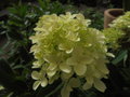 vignette Hydrangea paniculata 'Whitelight'