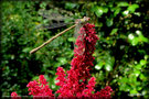 vignette Le leste vert (Lestes viridis) = (Chalcolestes viridis )  Libellule