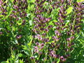 vignette Baptisia Indigo Spires, Irlande