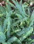 vignette Nephrolepis cordifolia