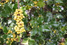 vignette Ilex aquifolium 'Bacciflava'