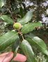 vignette Quercus ilex - Chêne vert