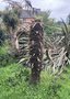 vignette Trachycarpus fortunei - Palmier de Chine mort