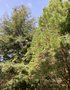 vignette Sequoia sempervirens et Sequoiadendron giganteum