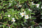 vignette Camellia brevistyla var. microphylla