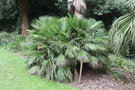 vignette Chamaerops humilis