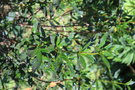 vignette Cistus ladanifer var. sulcatus f. latifolius