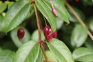 vignette Fuchsia regia ssp. serrae