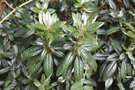 vignette Rhododendron 'Fragrantissimum'