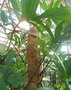 vignette Philodendron pedatum