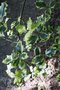 vignette Ilex aquifolium aff. 'Elegantissima'