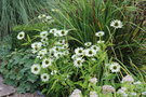 vignette Echinacea purpurea 'Virgin'