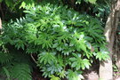 vignette Fatsia japonica