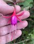 vignette Fuchsia 'Brigitte Engerer'