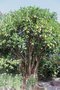 vignette Ficus macrophylla f. columnaris