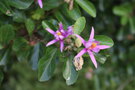 vignette Grewia occidentalis