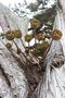 vignette Aeonium piphyte