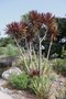 vignette Cordyline australis Purpurea Group