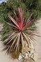 vignette Cordyline banksii Electric Pink