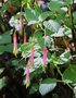 vignette Fuchsia splendens var. cordifolia