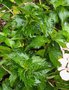 vignette Hydrangea macrophylla 'Pirouette'
