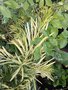 vignette Podocarpus macrophyllus variegated